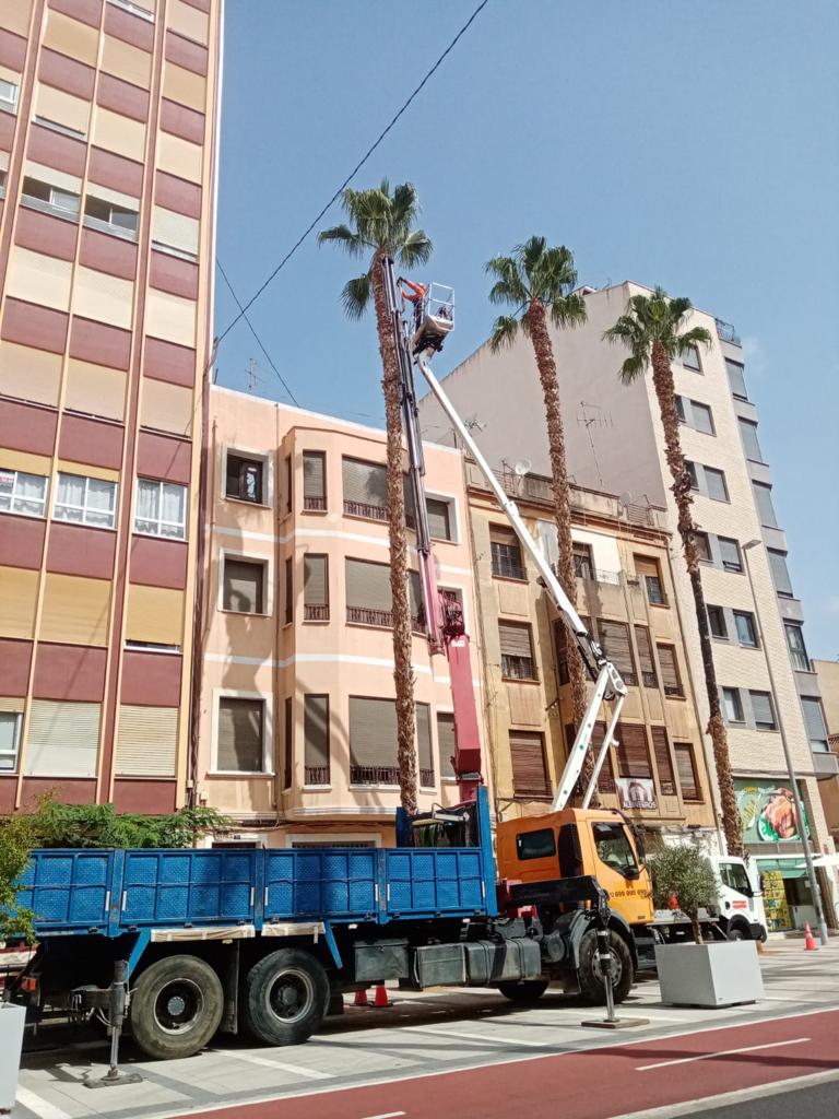 Un estudio de evaluación de riesgo del arbolado urbano concluye la retirada hasta el momento de 9 ejemplares ante el peligro de caída. Las palmeras serán sustituidas por otro tipo de arbolado que será consensuado con los vecinos